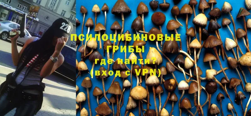 Псилоцибиновые грибы Psilocybe  магазин продажи наркотиков  Подпорожье 